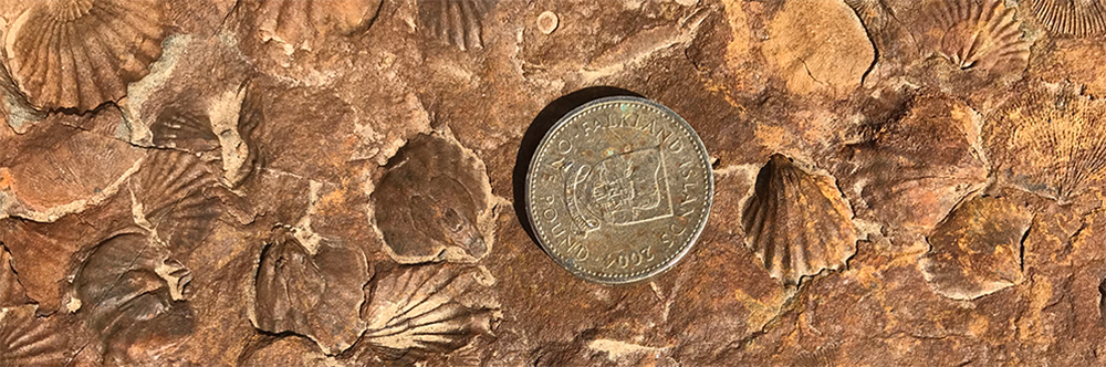 FALKLAND ISLANDS GEOLOGY, fossils with pound coin for scale
